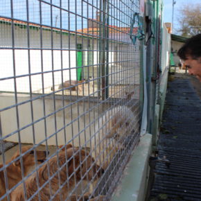 Ciudadanos apela a la responsabilidad de los albaceteños para combatir el abandono de animales 